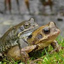 Wildlife Gardening Science