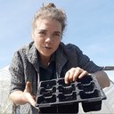 Potting Sunflower Seeds